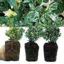 Euonymus Emerald Gaiety Variegated Hardy Evergreen Shrubs Outdoor Low Maintenance Ground Cover Plants (Set of 3 or 6)