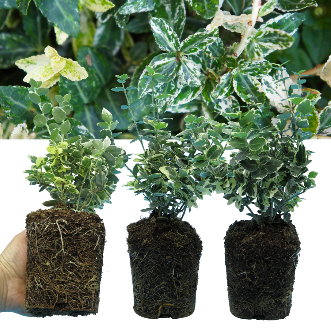 Euonymus fortunei 'Emerald Gaiety' – Variegated Evergreen Shrub (Set of 3 or 6)