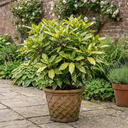 Aucuba Japonica Crotonifolia Spotted Laurel Plant (2L Pot)