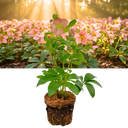 Hellebore Rosemary Plant
