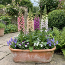 Foxglove Excelsior Hybrids Plants (Set of 3 or 6)