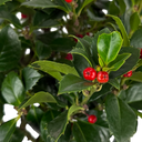 Outdoor Garden Ready Plant (5L Pot)