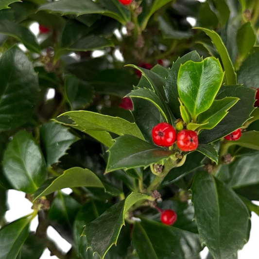 Close-up of glossy spined holly leaves studded with bright red berries