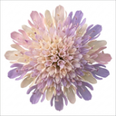 Knautia Macedonica Melton Pastels Plants (Set of 3 or 6)