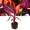 Verdant Living Canna Tropicanna Live Plant in Pot. Tropical Canna Lily with Multicoloured Foliage & Summer Flowers. Well Established Plant. Suitable for Patios Plants