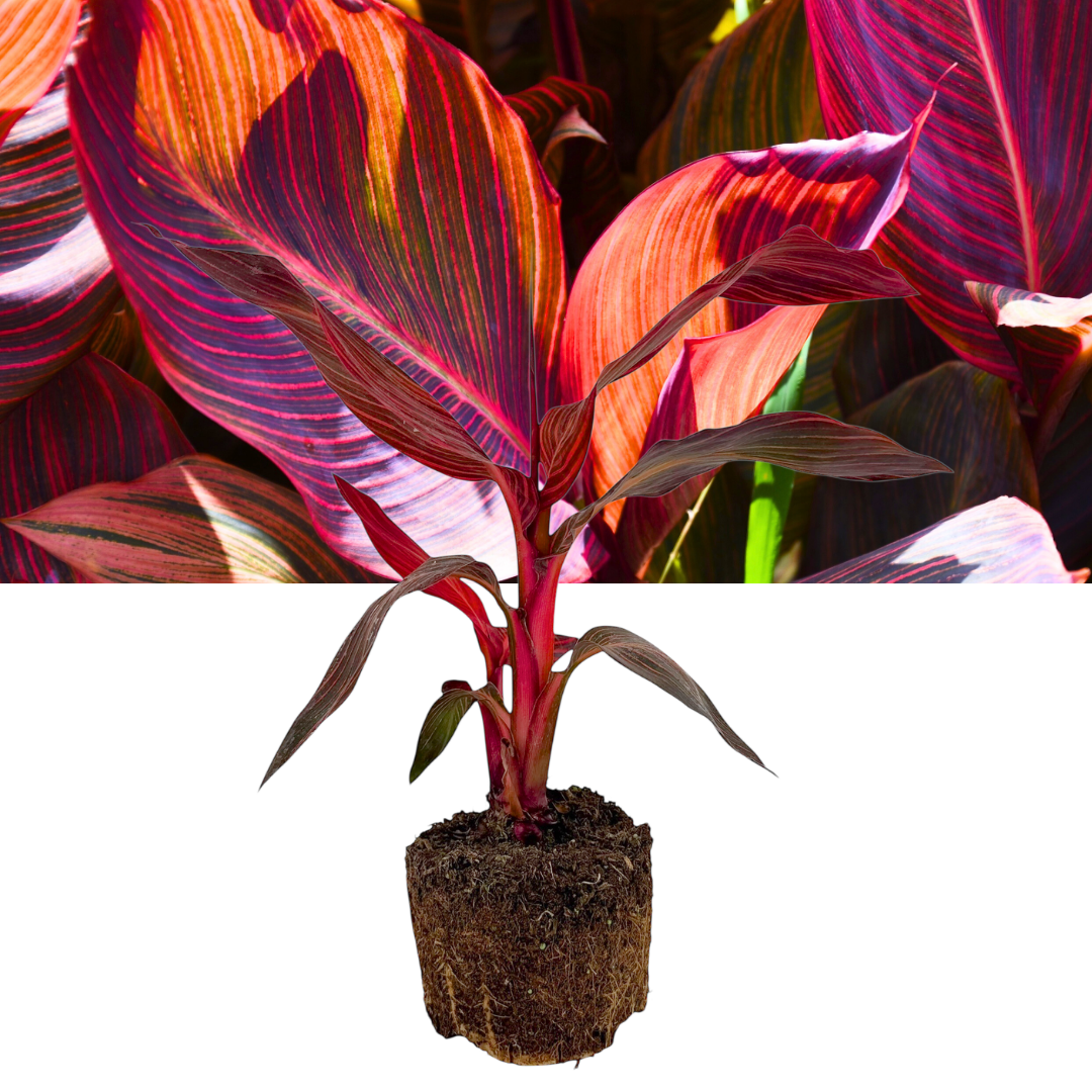 Canna 'Tropicanna' – Canna Lily with Striped Foliage (3L Pot)