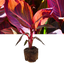 Verdant Living Canna Tropicanna Live Plant in 3L Pot. Tropical Canna Lily with Multicoloured Foliage & Summer Flowers. Well Established Plant. Suitable for Patios, Borders, Containers & Garden Beds