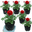 Set of 3 or 6 Ranunculus Vortex Red Persian Buttercup Plants, Spring & Autumn Flowering, Outdoor Garden Ready, 1 Litre Root-Ball