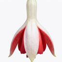 Upright Fuchsia Fuchsita Red & White Plant (2L Pot)