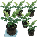Cyrtomium Fortunei Holly Fern Plants (Set of 3 or 6)