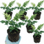Set of 3 or 6 Cyrtomium Fortunei Holly Fern Plants, Hardy Evergreen Shade Loving Perennial Ferns, Outdoor Garden Ready, 1 Litre / 11cm Root-Ball