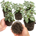 Set of 3 or 6 Large, Outdoor Garden Ready Plants - Fuchsia Bella Hilda (Pink & White)