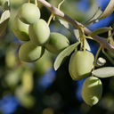 Olea Europaea Plant (5L Pot)