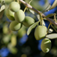 1 Large Standard Olive Tree - Olea Europaea, Outdoor Garden Ready, 5L Pot