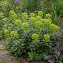 3 Euphorbia Robbiae Plants, 9cm Pots, Shade Ground Cover