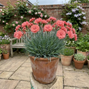 Cottage Pink Dianthus Sugar Coral Plant (5L Pot)