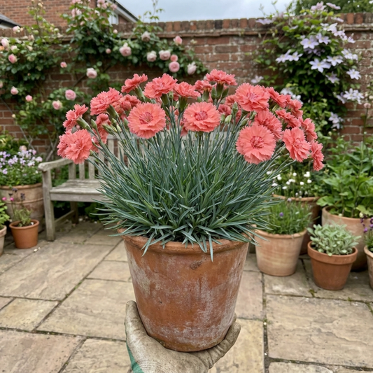 Terracotta pot of frilled coral-salmon double pinks above a dense blue-grey grassy clump