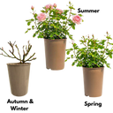 Pink Blooms Plant (3L Pot)