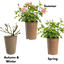 1 x  Large 3Ltr Potted Rose Bush – Pink Blooms, Ready to Plant in Your Garden