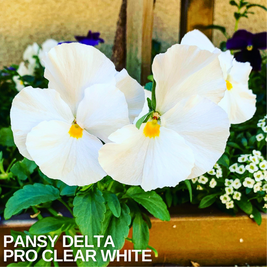 Two pure white pansies with small yellow eyes and ruffled petals above green leaves in a wooden trough
