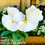 Set of 3 or 6 Large Plants - Pansy Delta Pro Clear White, Ready to Plant in Your Garden