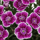 Dianthus Oscar Purple Star Plants (Set of 3 or 6)