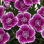 Set of 3 or 6 Large Plants - Dianthus Oscar Purple Star, Outdoor Garden Ready