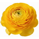 Set of 3 or 6 Large, Outdoor Garden Ready Plants - Rannunculus Vortex Golden Yellow