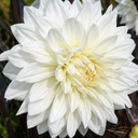 Dahlia Maggiore White Plant (3L Pot)