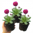 Primula Denticulata Deep Rose Plants (Set of 3 or 6)