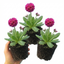 Set of 3 or 6 Primula Denticulata Deep Rose Hardy Perennial Plants, Spring Flowering, Outdoor Garden Ready, 1 Litre Root-Ball