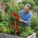 Premium Grafted Trilly Tomato Plants (Set of 3 or 6)