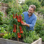 Set of 3 or 6 Premium Grafted Trilly Tomato Plants, High Yield Vegetable Plants, Ready to Plant, Outdoor Garden Ready, 1L Root Ball