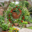 Set of 3 or 6 Large Plants - Tomato Tumbling Tom Variety, Outdoor Garden Ready, 10.5 cm