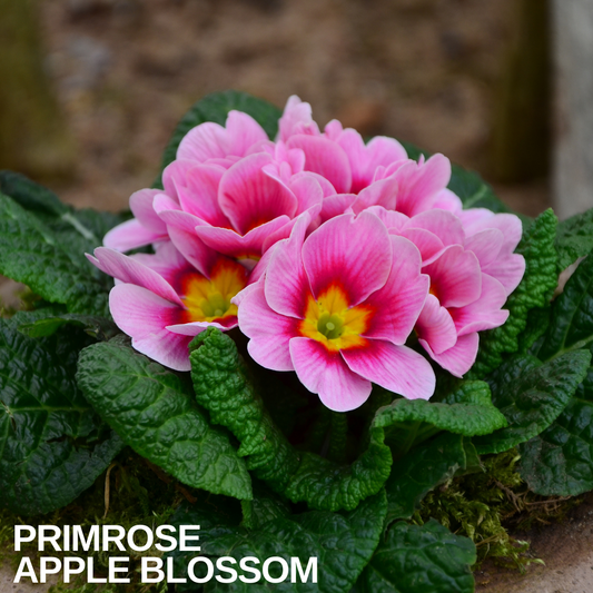 Primrose Appleblossom, a clump of pink flowers with yellow eyes above a rosette of textured leaves