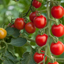 Grow Your Own Tomato Consuelo Plants (Set of 3 or 6)