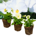 Pansy Delta Pro Clear White Plants (Set of 3 or 6)