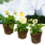 Set of 3 or 6 Large Plants - Pansy Delta Pro Clear White, Ready to Plant in Your Garden