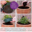 7 Colour Coordinated Plants - Berry Swirl Theme Speedplanter, Garden Ready