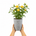 3Ltr Patio Rose Bush, Nursery Pots, Garden Ready