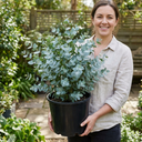 Eucalyptus Gunnii France Blue Tree Plant (5L Pot)