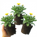 Calendula ‘Fiesta Yellow’ Plants (Set of 3 or 6)