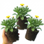 Set of 3 or 6 Garden Ready Plants – Calendula ‘Fiesta Yellow’, Ready to Plant