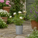 3Ltr Patio Rose Plant, White Rose Bush, Nursery Pots
