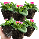 Primrose Appleblossom Plant