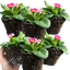 Primrose Appleblossom