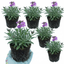 Set of 3 or 6 Erysimum Bowles Mauve Evergreen Hardy Perennial Wallflower Plants, Outdoor Garden Ready, 1 Litre / 11cm Root-Ball