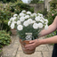 1 Cottage Pinks Dianthus Memories Plant, Hardy Perennial Summer Flowering, 2 Litre Root Ball