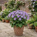 Senetti Lavender Plants