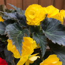 Begonia Mocca Yellow Plant (2L Pot)